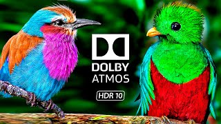 The MOST STUNNING BIRDS in 8K ULTRA HD 120 FPS 4K Video ULTRA HD #4K #BIRD #8K
