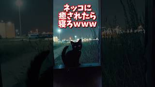 ネッコの動画で癒されたら寝ろｗｗｗ　#2ch  #動物  #猫 #癒やし #ねこ動画　#ネコ