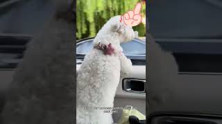 Protecting Your Furry Friend on the Road#petsafety #dogsafety #petsafety #Eilin