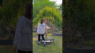 The Art of Tree Shaping