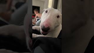 The sweetest bull terrier! #bullybreed #bullterrier #minibullterrier #puppy
