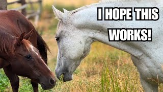 Senior Auction Horse joins the herd ❤️ This is what rescue is all about!