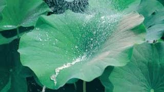 Sto Corp. | The Science Behind StoColor® Lotusan® Coating
