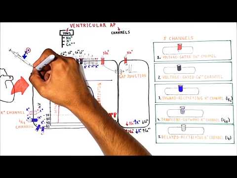 Action Potentials (Non nodal Cell)