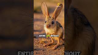 The Kangaroo Rat - Did You Know That ? #facts  #animal #creature #trivia #viral #shorts