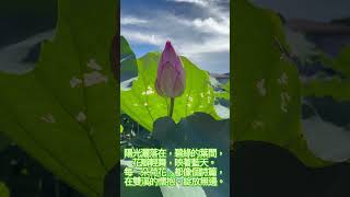 《雙溪荷花夢》@suno_ai_ on YouTube @ ceciliachen 9624 @Lyrics written with Grok #音樂分享 #音樂 #景區 #分享 #雙溪荷花池