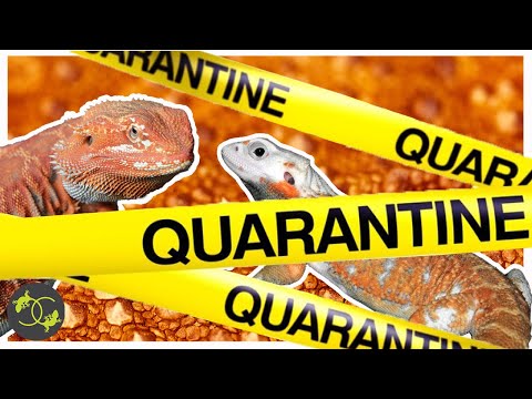 Bearded Dragon Quarantine 101 - Protecting your reptile collection - Cookies Critters