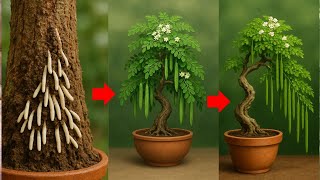 Grow Drumstick Tree Easily 🌿 New Sojina Kolom #SojinaGach #MoringaTree #OrganicFarming