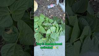 HaveYouEverTriedThisPlantHackBefore?LetMeKnowInTheComments#GardenHack#BananaWater#momhack#fastgrowth