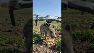 Drone to kill harmful Pigs #villagelife#smartfarming #rurallife #farmingtraditions#farming101