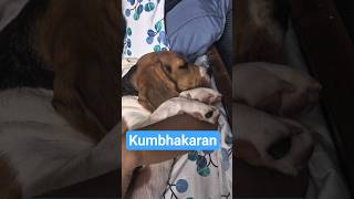 kab tak soyega #dogshorts #puppylove #beaglelife