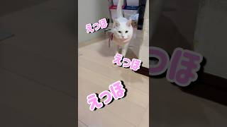 えっほえっほみんなに伝えなきゃ！#エッホエッホの歌 #ねこのいる暮らし #shorts #えっほ #保護猫