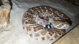 Cleaning some Snake Cages