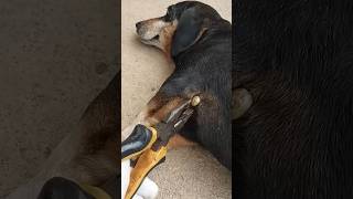 😱Trying to remove a big tick  #dogcare #dogs