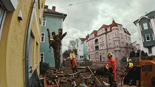 🌳✂️ Baumfällung in Augsburg-Göggingen – Kastanien zwischen Straßenbahn-Stromleitungen ⚡🚋
