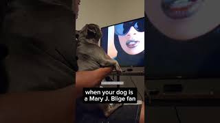 What happens when a dog hears Mary J. Blige? #funnyanimals #pets #dog #dogs #Short #puppy #viral