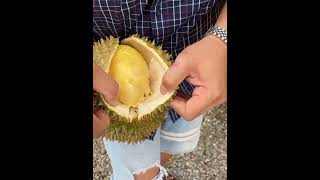 Durian Fruit - Very Thin Shell  - Very Popular In Thailand #durian #fruit #popular #thailand #shorts