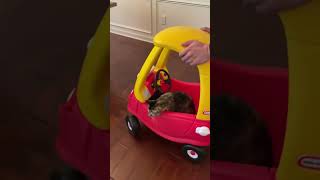 cat toy or kids toy #cats #indoorcat #catlover