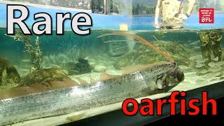 Deep sea fish captured alive