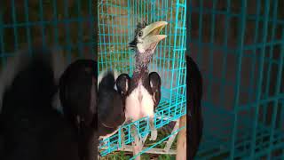 Most Hun-gry & Cr-ying Why Trust is at the Heart of a Hornbill Couple’s Relationship