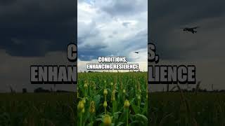 Emerging Innovations in Agricultural Biotechnology