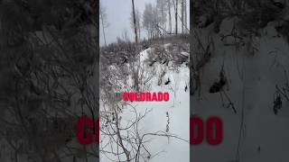 Wapiti #countrymusic #country #elk #elkhunting #wapiti #colorado #music #shorts