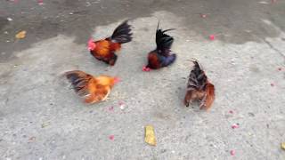 Malaysian Serama Bantam Chicken