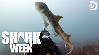 Jaw-Dropping Discoveries in Japan's Oceans | Shark Week (2024) | Discovery
