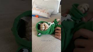 Too cute not my fault #cat #cats #catsofinstagram #catsoftiktok #funnycats #catsofyoutube #catlover