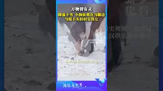 萬物皆有靈，降溫下雪，小狗依偎在馬腿邊 #shorts #暖心