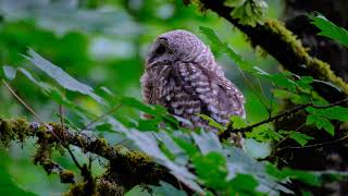 owl family part03