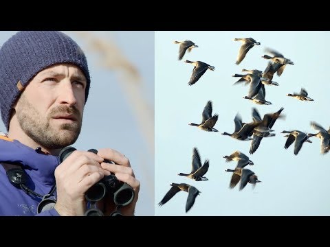 Geese (and Shelducks) in Seewinkel | #gobirdingvlog 1