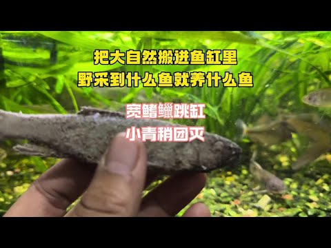 把大自然搬进鱼缸里，野采到什么养什么，宽鳍𫚭跳缸，青稍团灭
