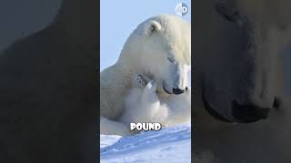 Why Polar Bears Are So Massive!