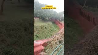 Majestic Tiger Glimpse at Visakhapatnam Zoo #Tiger #vizag #visakhapatnam #VisakhapatnamZoo