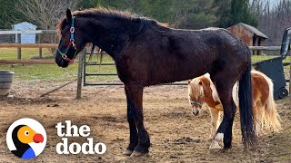 Huge Rescue Horse Finds Her Mini Horse Prince Charming | The Dodo