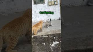 Cat Fighting TrollFace Edits 🥶 #trollface #memes #edits #memeedit #cat #edit