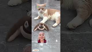 My Cat Was Bored Until I Found THIS Toy 🐦 | WildFlap Review