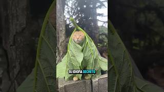10 FORMAS en que tu GATO se COMUNICA contigo sin maullar 🐱🔊