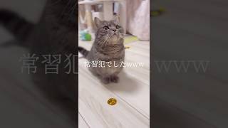 うちの猫がねこばば常習犯でした...#shorts #猫 #マンチカン