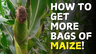 How to Grow Maize for High Yields |Expert Free Guide  on Maize Farming in Kenya