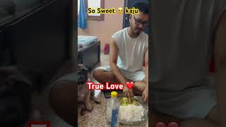 Adorable Little Kaju ♥️🥰 #trending #pug #pets #petlover #love #subscribe #shorts #viralvideo