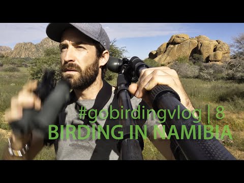 Birding in Namibia | #gobirdingvlog​ 8 | Birding Vlog