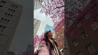 🌸東京櫻花情報🌸現正滿開中長約100米的東京日本橋櫻花通道🌸💜超美！立即教大家去！攝於2024年3月7日  #東京 #櫻花 #東京賞櫻 #東京必去 #日本旅行 #日本自由行 #阿龜櫻