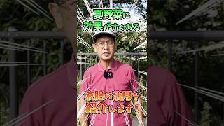 家庭菜園や農園の夏野菜栽培で夏バテ野菜に効く液肥の秘訣！即効性のおすすめ液肥と夏野菜の育て方！【農家直伝】#shorts