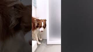 飼い主のお風呂が長いと心配で確認しにくるボーダーコリー #shorts