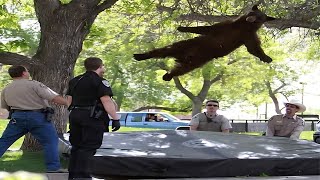 Top 5 Trampoline