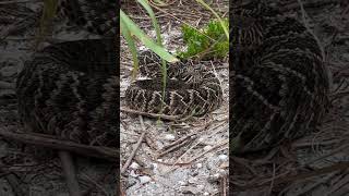 The world of breeds (Cobra snake) #Snakes#Herpetology#Reptiles#SnakeLover#HerpNation