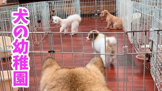 【犬の幼稚園】野犬抜きをするために犬の幼稚園に入れたらだんだん本性をあらわし始めた仔犬🐶🐾