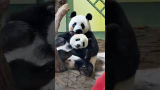 长隆已经6年没有新生幼崽了，妹猪成了备受宠爱的广府千金。它的妈妈萌萌是全球唯一存活的大熊猫三胞胎里的大姐。瞧妹猪这该死的魅力，不知迷倒了多少ee呢！
